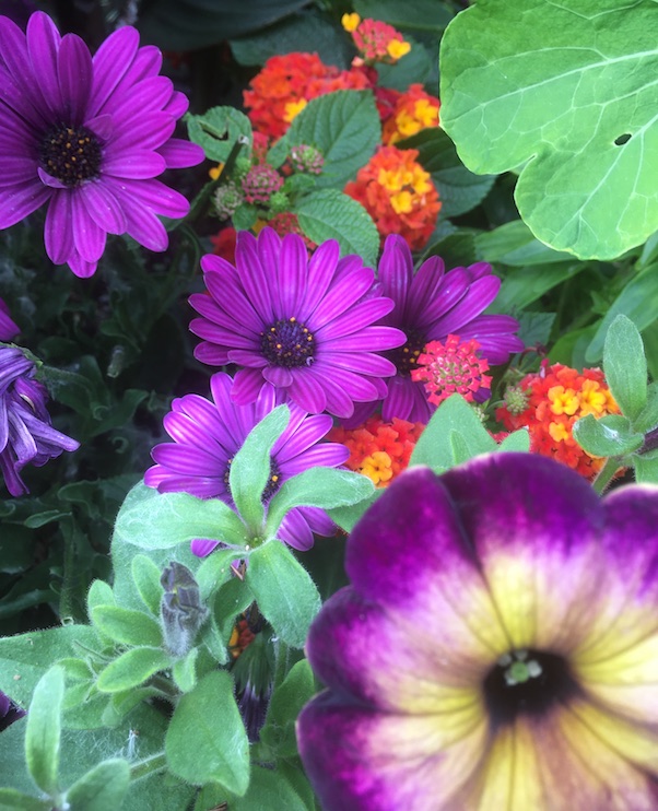 really colorful flowers